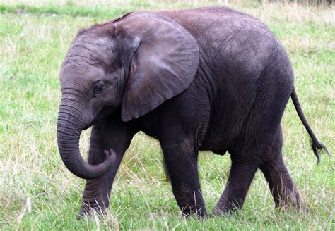 Free photo: Baby African Elephant - Africa, African, Animals - Free ...