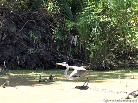 Swamp Tour - HawkeBackpacking.com