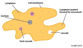 Amoeba (protozoa) by abpischools - Teaching Resources - Tes