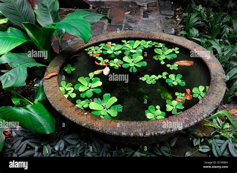 Jim Thompson house garden museum bangkok thailand tropical gardens design feature water pond ...