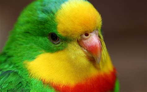 Parrot parrots bird bird cute | ImgStocks.com | Parrot, Beautiful birds, Parrot wallpaper