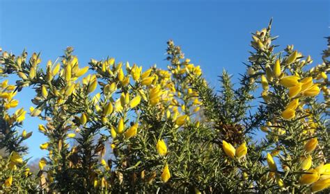 Bartenders' guide to foraging: Gorse flowers