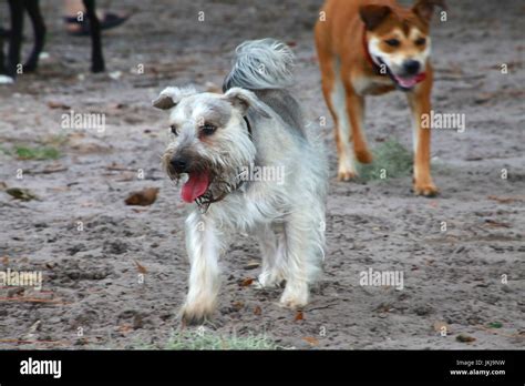 Dogs Walking in Dog Park Stock Photo - Alamy