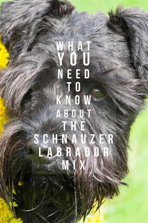 Schnauzer Lab Mix - A Complete Guide To A Fascinating Cross Breed