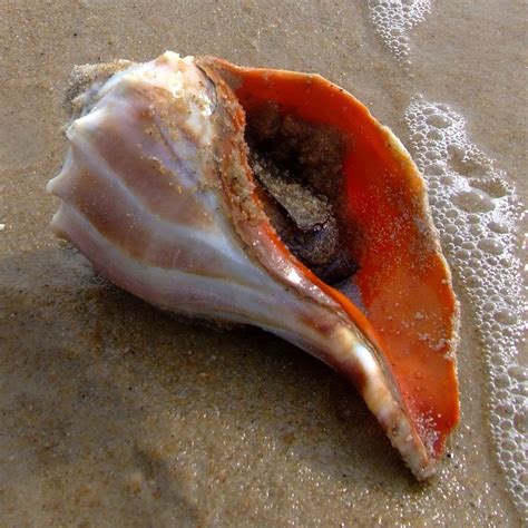 Whelk Facts, Health Benefits and Nutritional Value