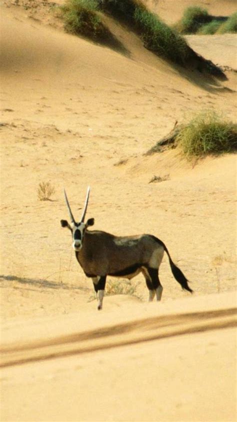 Namib Desert. Awesome! | Namib desert, Animals, Unusual