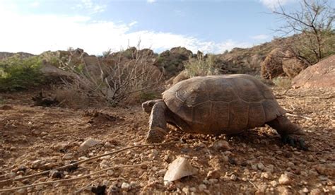 Sonoran Desert Tortoise Facts and Pictures