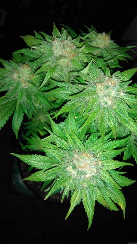 Pakistan Valley (de World of Seeds Bank) :: Info de Variedad