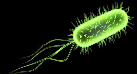 Jaque al Neoliberalismo: Evidencias forenses señalan que la súper-bacteria escherichia coli fue ...