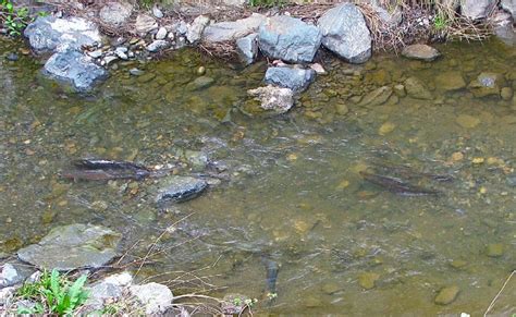 Colorado Rainbow Trout Spawning Season - blog.vailvalleyanglers.com