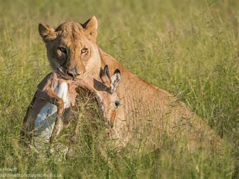 South Africa wildlife photography safari | Responsible Travel