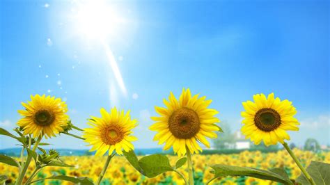 Summer sunflower wallpaper | 1920x1080 | #32031