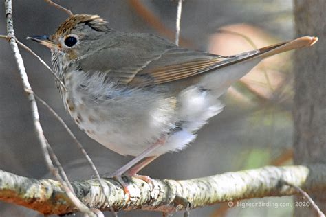 Hermit Thrush - April Migration Begins - Big Year Birding