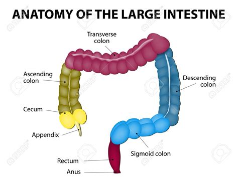 Large Intestine isolated on a white background. Medical Illustration. Human Anatomy. Labeled ...