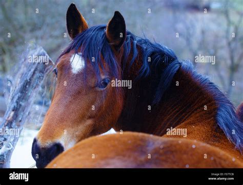 Brown Horse in Snow land and snowfall Stock Photo - Alamy