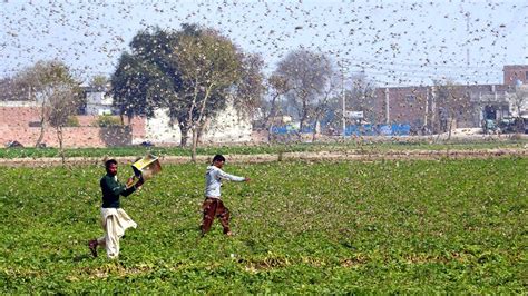 India under worst locust attack in 27 years: Why you should be ...