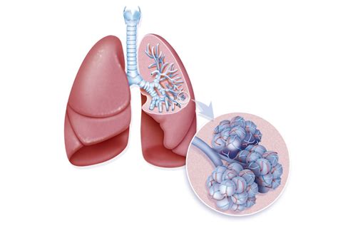 How To Make a Model of the Lungs