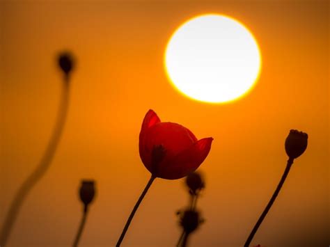 Premium Photo | Tulips in a field at sunset