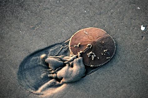 live sand dollar trying to bury itself in beach sand | Sand dollar, South carolina beaches, Sand