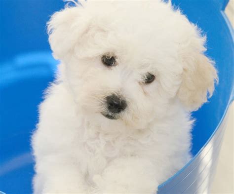 Bichon Frise Puppies For Sale | Dallas, TX #226534