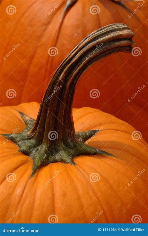 Pumpkin Stem Stock Images - Image: 1531034