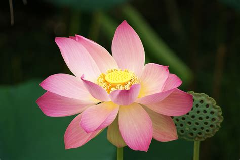 Water Lily, Lotus Flower, Guyana | African Home Decor