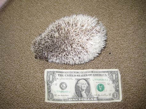 Hedgehog Express: Weight and Size