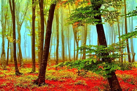 November, colorful, fall, autumn, colors, trees, foliage, mirrored, leaves, nature, HD wallpaper ...