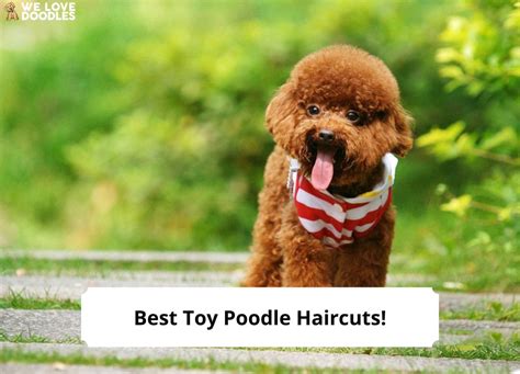 10 Best Toy Poodle Haircuts – With Pictures!