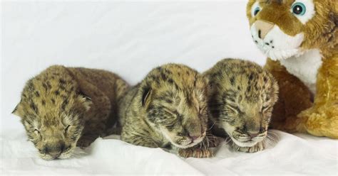 Liliger cubs born at GW Interactive Zoo in Wynnewood, Oklahoma - World News - Mirror Online