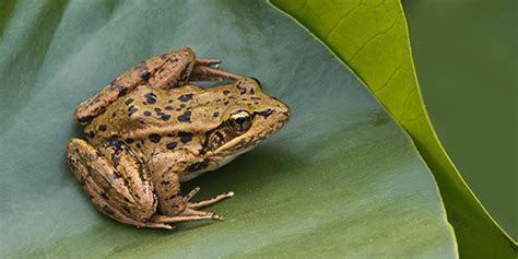 California Red-Legged Frog | National Wildlife Federation