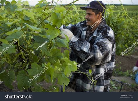 Grape Picker, San Joaquin Valley, California Stock Photo 1303275 ...