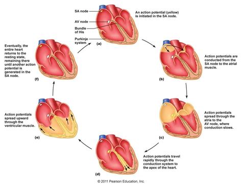 Conduction of heart contraction | Human anatomy and physiology, Cardiac cycle, Cardiac nursing