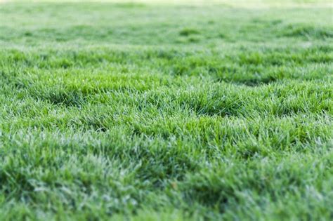 How Much Oxygen Does a Lawn Produce?