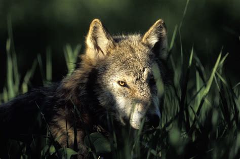 Save BC Wolves - Pacific Wild