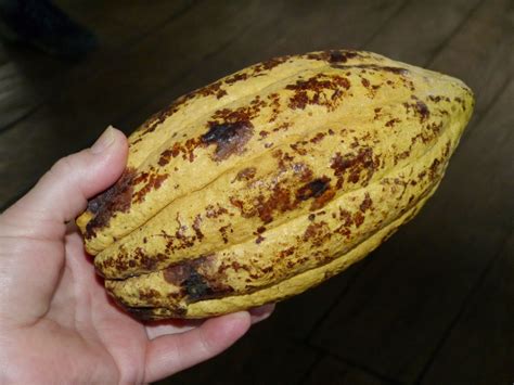 Free Images : hand, fruit, food, harvest, produce, tropical, chocolate ...