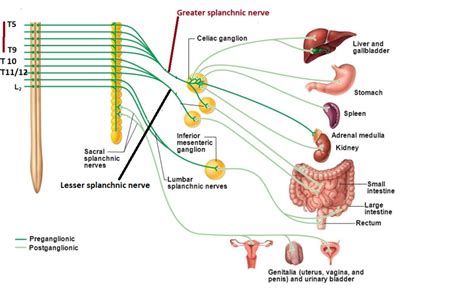 easyhumanatomy: Autonomic plexuses related with lumbar splanchnic nerves