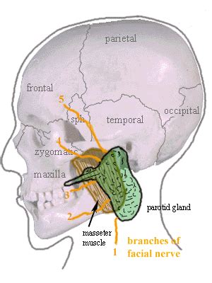 Parotidectomy - Wikipedia