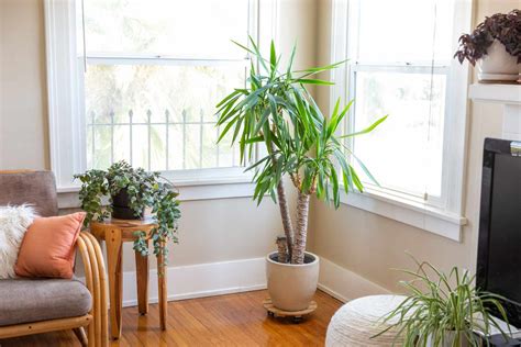 8 Types of Palm Plants to Grow Indoors