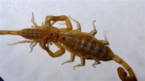 Incredible Scorpion Mating Ritual Leads To Birth - YouTube