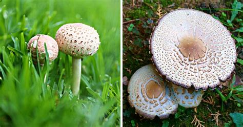 Toxic False Parasol Identification and Lookalikes - Mushroom Appreciation