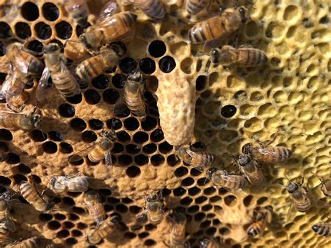 A Buckfast Experiment Goes Bust - Aggressive Bees and Honey Supers - PerfectBee