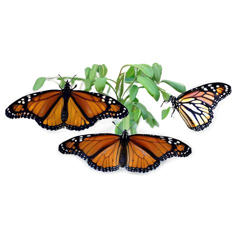 Download Monarch Butterfly Overlay Png Oht | Wallpapers.com