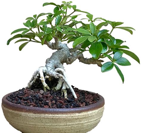 Dwarf Umbrella Seeds — Premium Bonsai Sets, Seeds and Pots