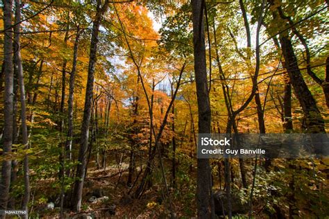 Fall Colors In A Forest In The Adirondack Mountains Stock Photo - Download Image Now - iStock