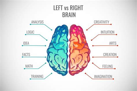 Parts Of The Brain And Their Functions For Kids