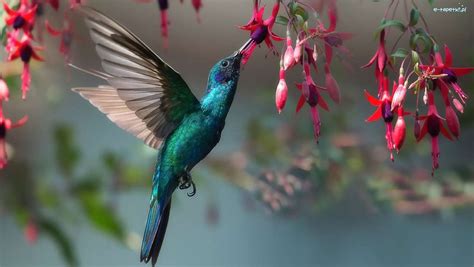 ハチドリ、花 - オンラインパズル