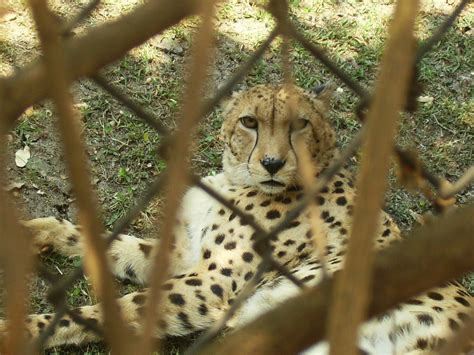 Karen Kaye in South Africa: The Pretoria Zoo