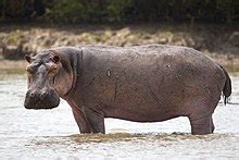 Hippopotamus - Wikiwand