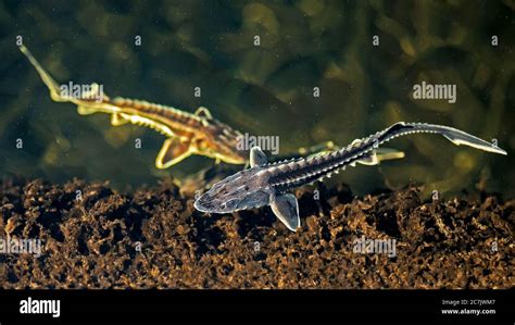 Two young Russian sturgeon in the Volga River wildlife Stock Photo - Alamy